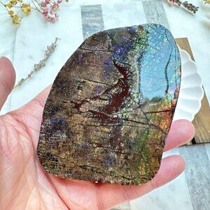 Gorgeous Canadian Ammolite Specimen